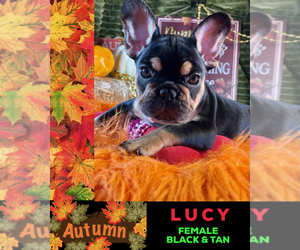 French Bulldog Puppy for sale in HEATHROW, FL, USA
