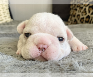 French Bulldog Puppy for sale in LULING, LA, USA