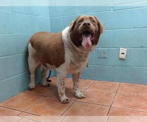 German Shorthaired Lab Dogs for adoption in Downey, CA, USA