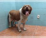 Small German Shorthaired Lab