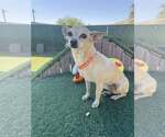 Small #1 Chihuahua
