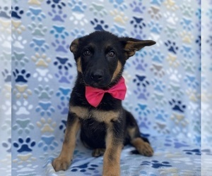 German Shepherd Dog Puppy for sale in LANCASTER, PA, USA