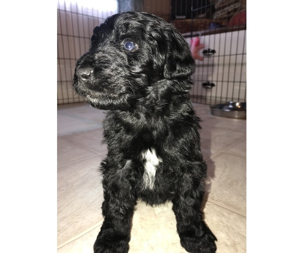 Medium Photo #1 Aussie-Poo Puppy For Sale in SALYERSVILLE, KY, USA