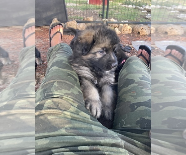 Medium Photo #14 German Shepherd Dog Puppy For Sale in BOERNE, TX, USA