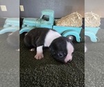 Puppy Puppy 2 Boston Terrier