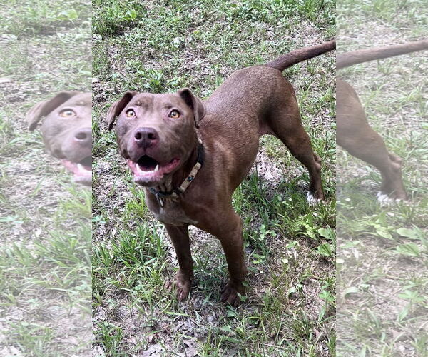 Medium Photo #4 American Pit Bull Terrier-Chocolate Labrador retriever Mix Puppy For Sale in Munford, TN, USA