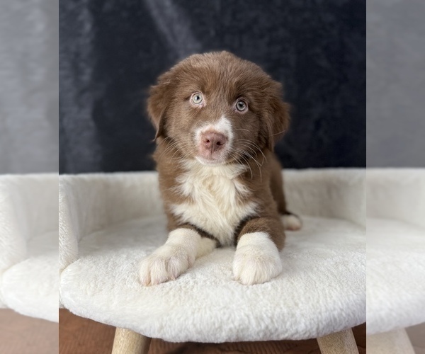 Medium Photo #13 Australian Shepherd Puppy For Sale in OCALA, FL, USA