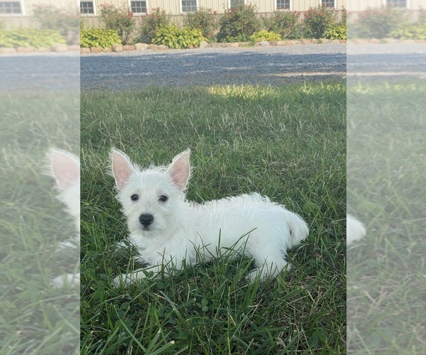 Medium Photo #4 West Highland White Terrier Puppy For Sale in CANOGA, NY, USA