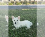 Small #3 West Highland White Terrier