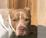 Small #1 American Pit Bull Terrier Mix