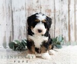 Small #3 Bernedoodle (Miniature)