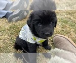 Small Photo #21 Newfoundland Puppy For Sale in TREMONTON, UT, USA