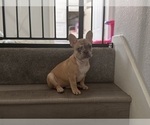 Small #4 French Bulldog