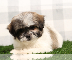 Zuchon Puppy for sale in MARIETTA, GA, USA