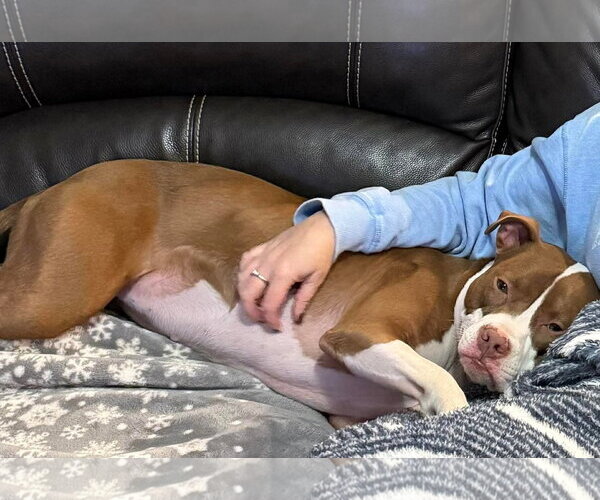 Medium Photo #5 American Pit Bull Terrier-Unknown Mix Puppy For Sale in Germantown, OH, USA