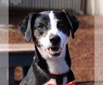 Small Border Collie-Whippet Mix