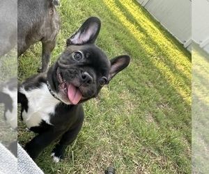 Medium French Bulldog