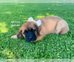 Small #16 American Mastiff-Saint Bernard Mix