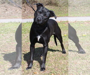 Labrador Retriever-Unknown Mix Dogs for adoption in Prattville, AL, USA