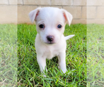 Small Chihuahua Mix