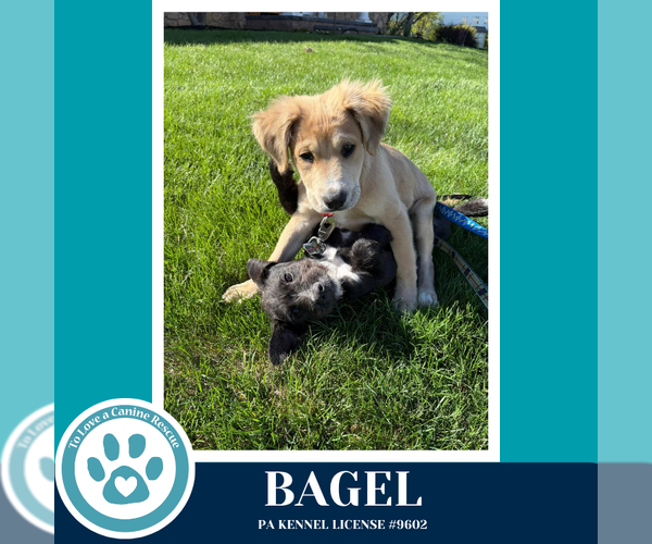 Medium Photo #4 Labrador Retriever-Unknown Mix Puppy For Sale in Kimberton, PA, USA