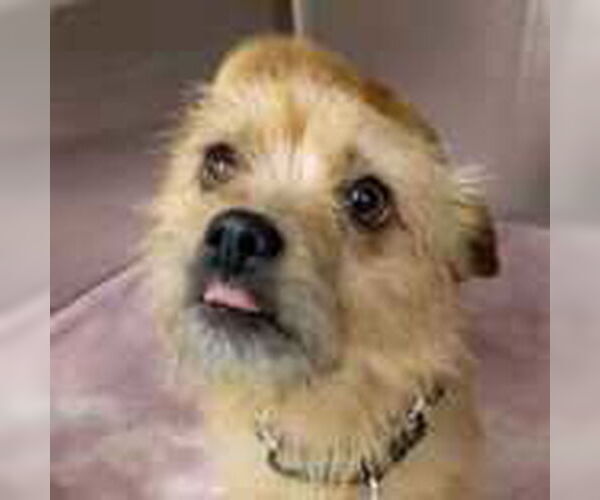 Medium Photo #3 Cairn Terrier-Unknown Mix Puppy For Sale in Plymouth, MN, USA