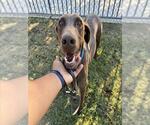 SCOOBY - Male Doberman Pinscher-Unknown Mix Dog for Adoption - Small photo
