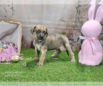 Small #5 Catahoula Leopard Dog