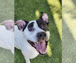 Small #3 American Bulldog