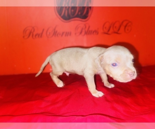 Medium Photo #29 American Bully Puppy For Sale in TRENTON, NJ, USA