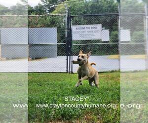 Stacey - Female Labrador Retriever-Unknown Mix Dog for Adoption - Photo #4