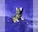 Small Photo #10 French Bulldog Puppy For Sale in KENNESAW, GA, USA