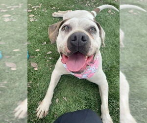 Charlotte - Adopt Me! - Female Bulloxer Dog for Adoption - Photo #12