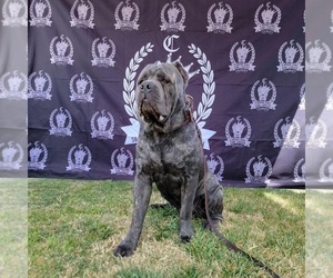 Father of the Cane Corso puppies born on 08/08/2022