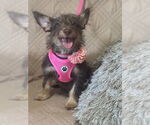 Small #3 Jack Russell Terrier-Miniature Schnauzer Mix
