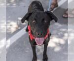 Small #1 Labrador Retriever Mix