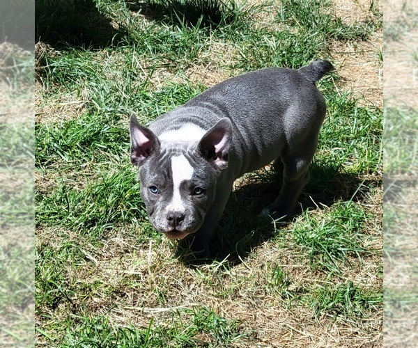 Medium Photo #8 American Bully Puppy For Sale in OLYMPIA, WA, USA
