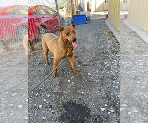 Chinese Shar-Pei-Unknown Mix Dogs for adoption in Las Vegas, NM, USA