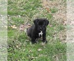 Small Photo #10 Boxer Puppy For Sale in Austin, TX, USA