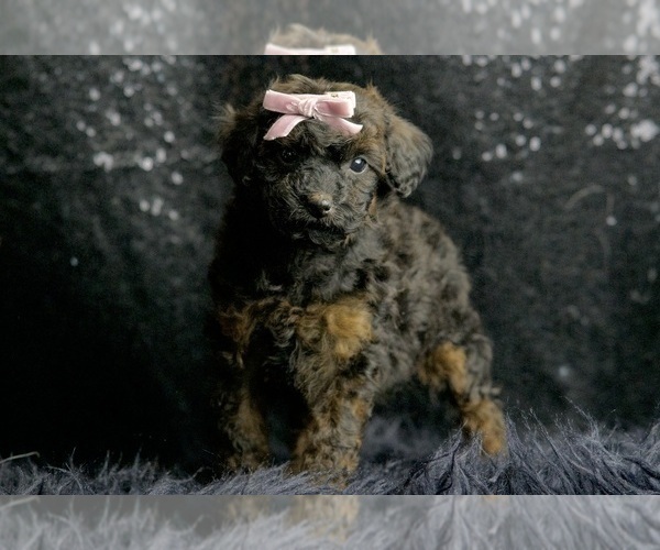 Medium Photo #4 Poodle (Toy) Puppy For Sale in WARSAW, IN, USA