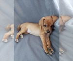 Puppy 3 Beagle-Chihuahua Mix