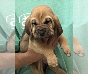 Bloodhound Puppy for sale in FORT MORGAN, CO, USA