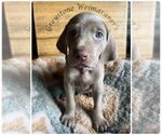 Small Photo #3 Weimaraner Puppy For Sale in PORTER, MN, USA