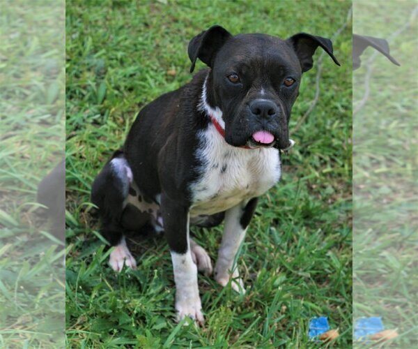 Medium Photo #1 Boston Terrier-Boxer Mix Puppy For Sale in Attalka, AL, USA