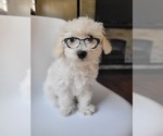 Puppy Sinatra Bichpoo