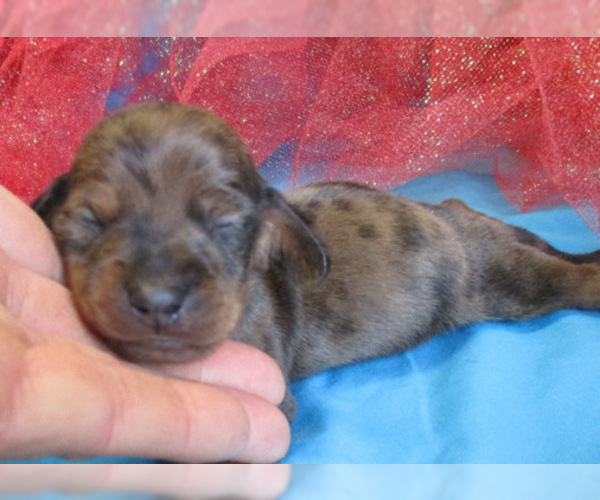 Medium Photo #6 Dachshund Puppy For Sale in FOYIL, OK, USA