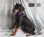 Small #2 Doberman Pinscher