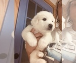 Small Photo #24 Great Pyrenees Puppy For Sale in MYAKKA CITY, FL, USA