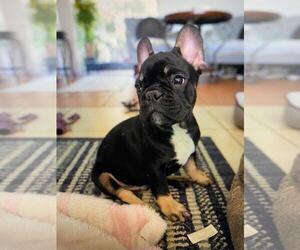 French Bulldog Puppy for sale in TAMPA, FL, USA
