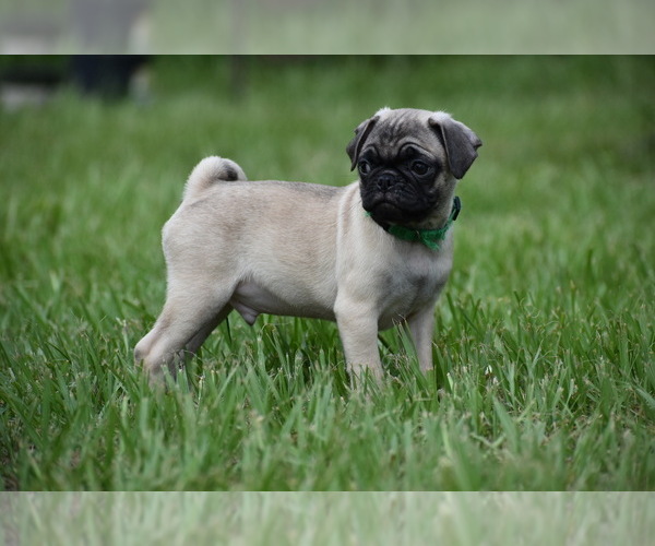 Medium Photo #2 Pug Puppy For Sale in PALM COAST, FL, USA